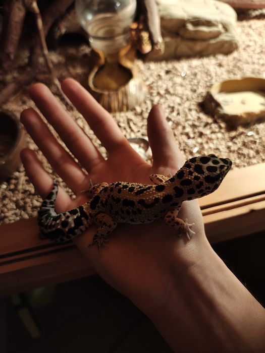 Gekon Lamparci Eublefar