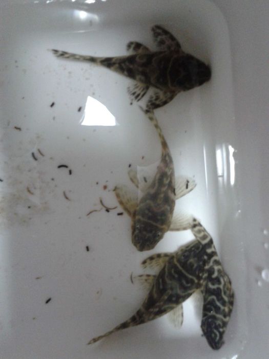 Urgente,calha fluval, aquário,corydoras,ancistru, hypancistrus, guppys