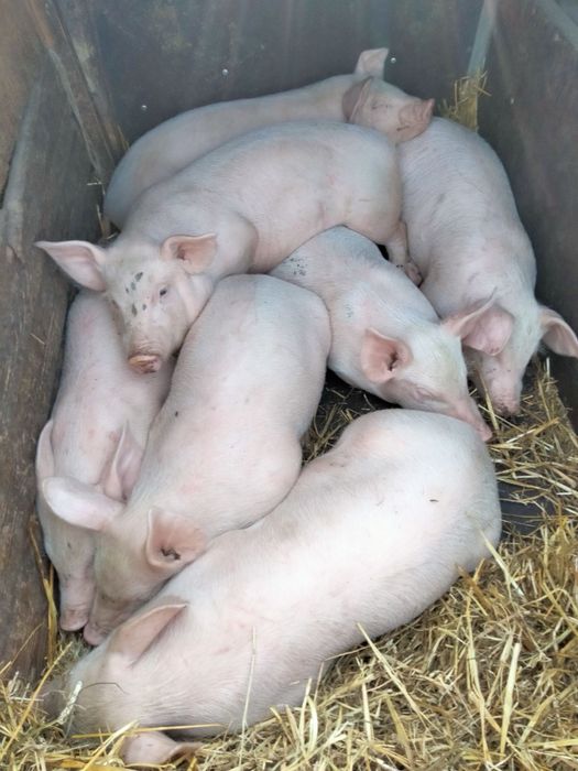 Продам поросята мʼясної  та мʼясо-сальної породи