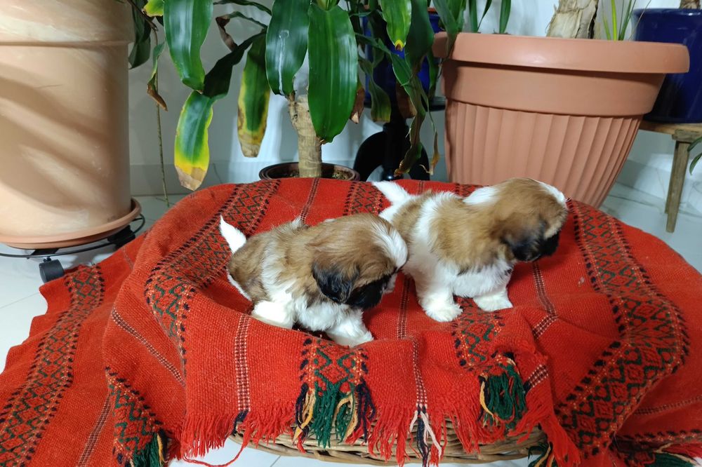 Shih Tzu suczka okolice Krakowa i Bochni