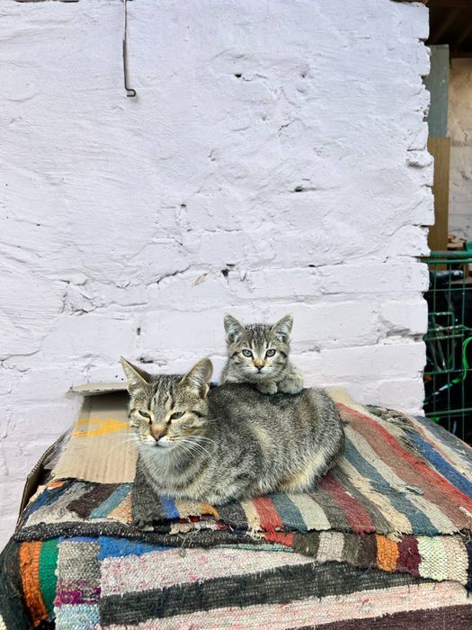 Віддам кошенят в добрі руки