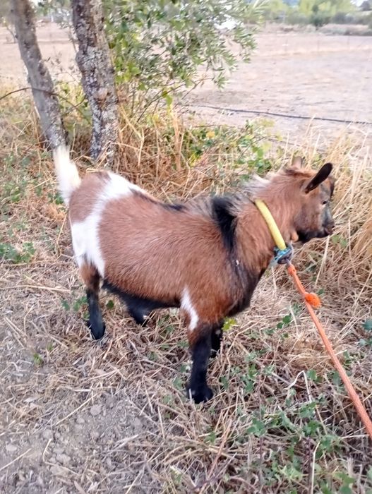 Vendo chibo anão
