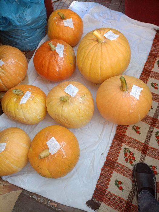 Dynie ekologiczne duże bio