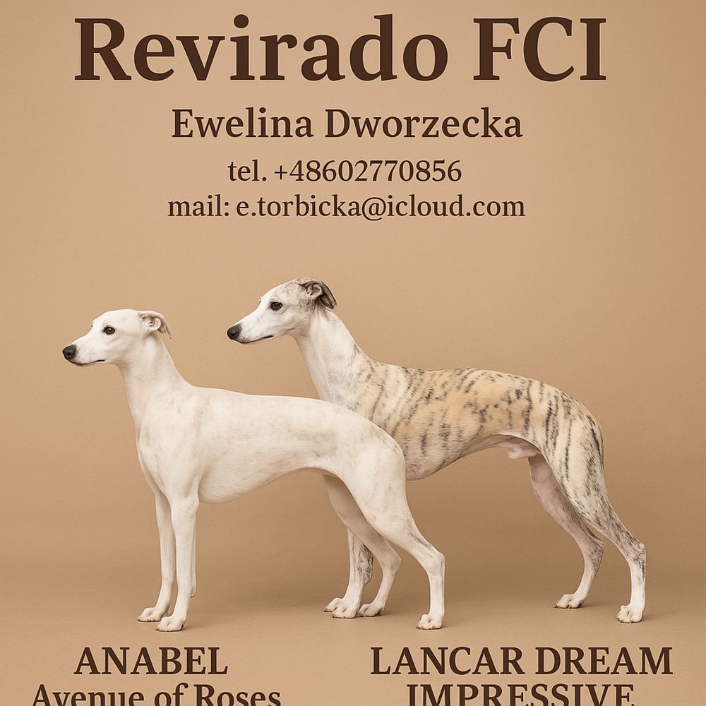 Chłopiec Whippet ZKwP piękne umaszczenie Revirado FCI do odbioru
