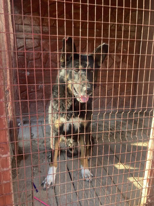 Віддам собаку, 4 років