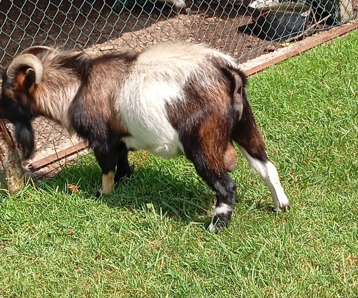 Cabrito anão macho