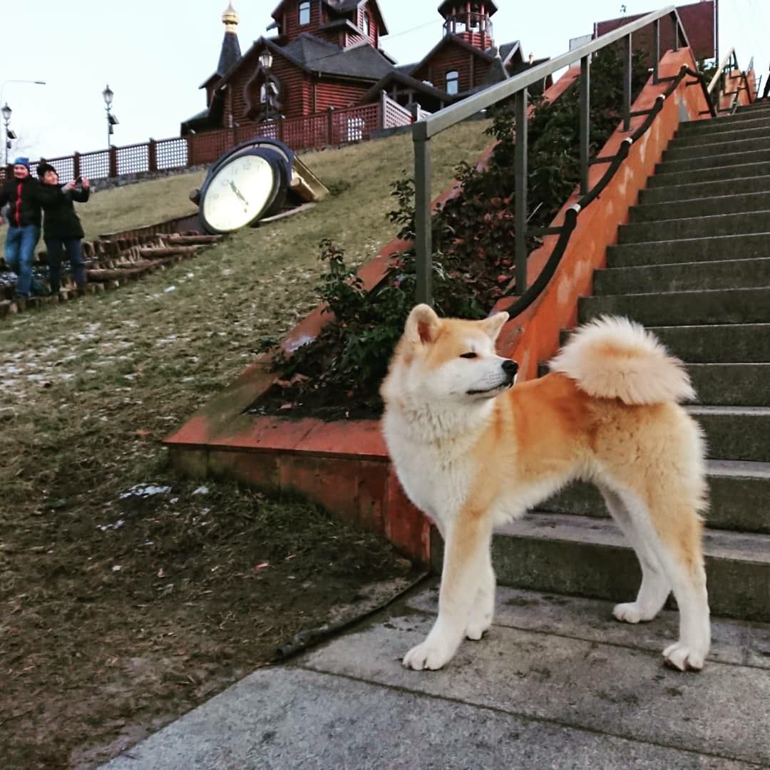 Вязка . Кобель  Akita inu . Парень ждёт девушку .