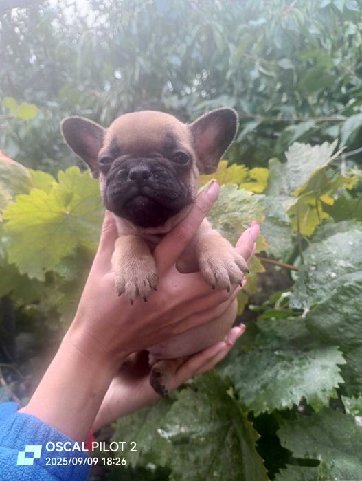 Продаю маленьких щенков французкого бульдога