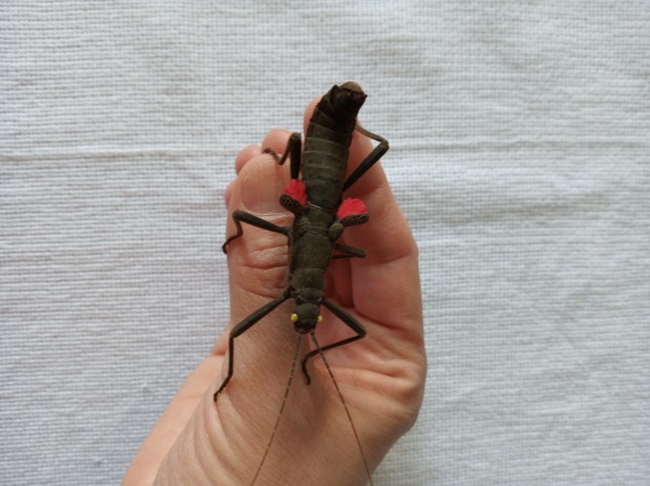 Палочник перуанський кольдірьерський