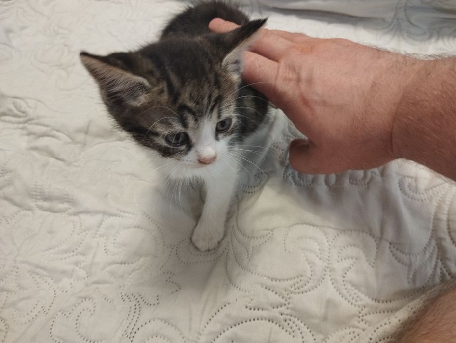 Віддам кошеня безкоштовно