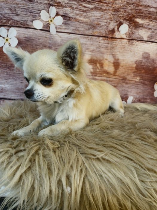 CHIHUAHUA piesek długowłosy ZKwP (FCI)