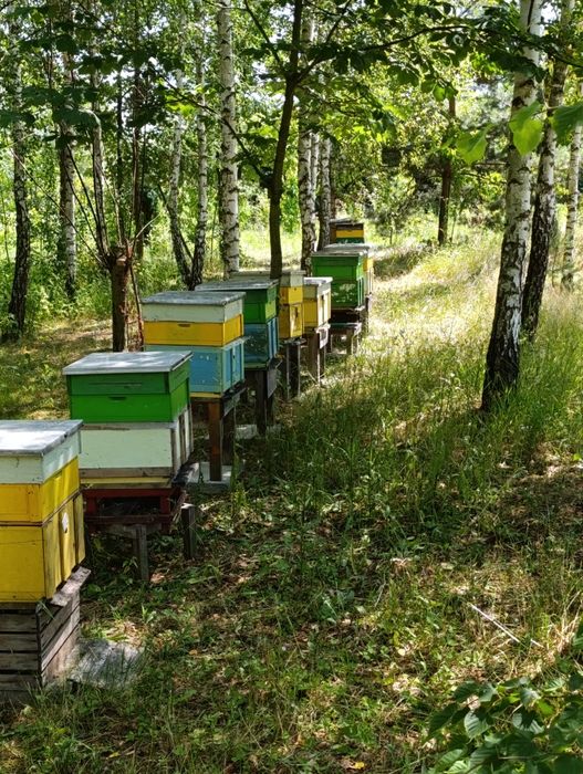 Sprzedam rodziny na 10 ramkach wielkopolskich