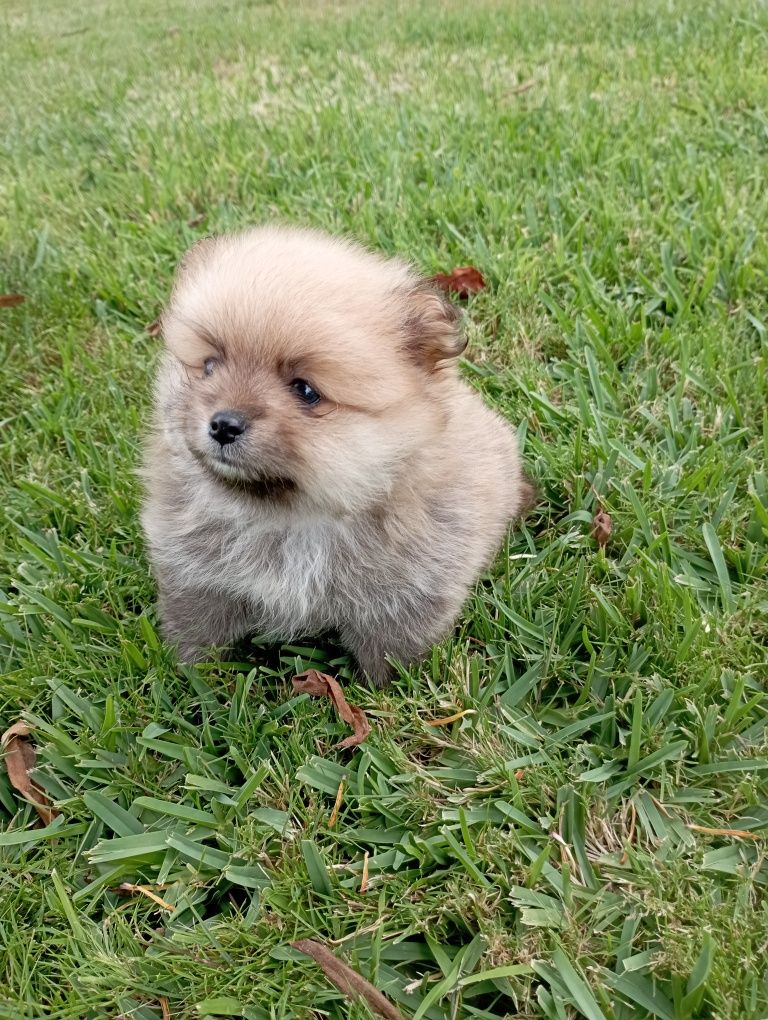 Lulu da Pomerânia miniatura