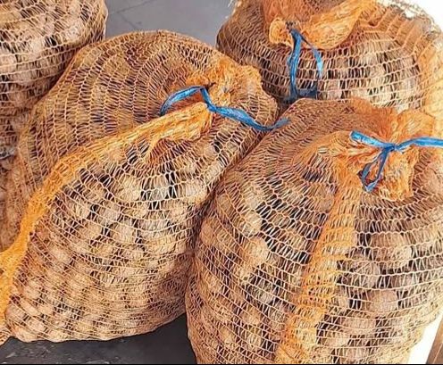 Orzechy włoskie świeże