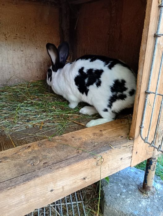 Sprzedam króliki samice, srokacze i nie tylko