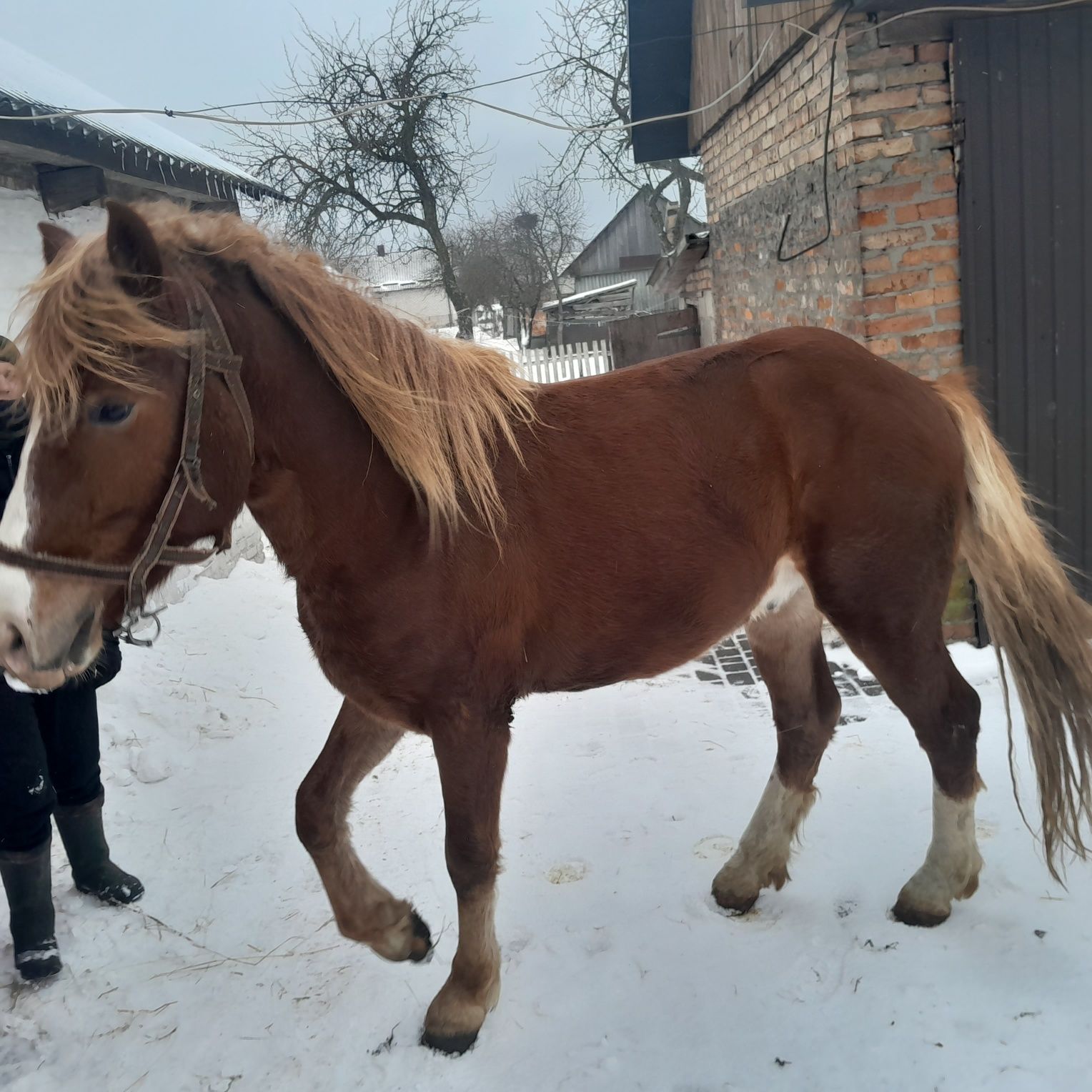 Продам коня в хороші руки