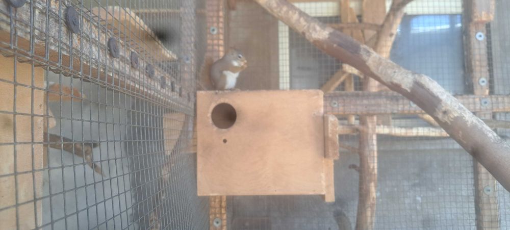 Sprzedam wiewiórki Hudson