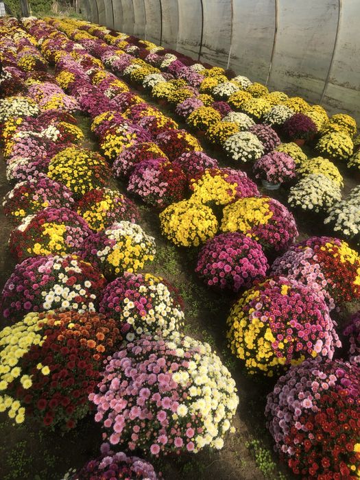 Chryzantemy na Wszystkich Świętych