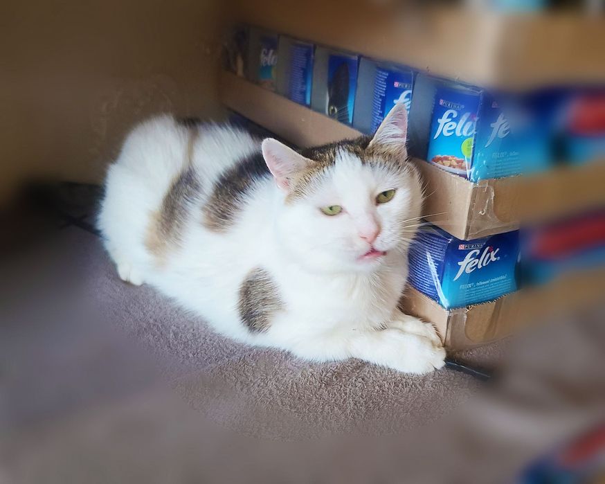 Ніжна кішечка Барбара шукає будинок, 2 роки, кішка, кіт