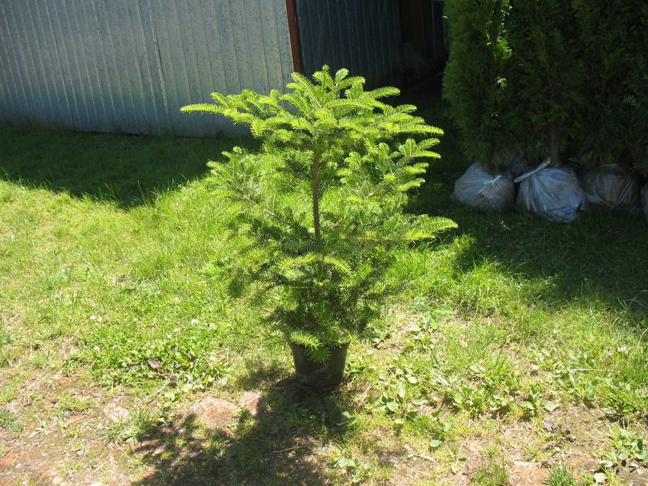 jodła koreańska 80 cm