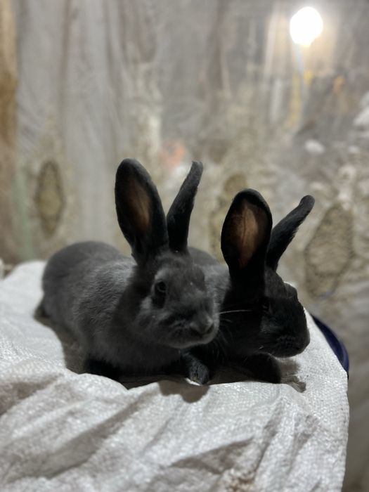 Віденьська голуба