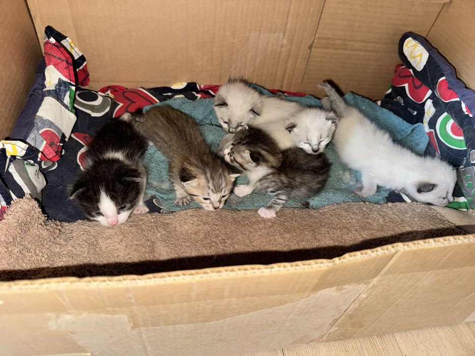 Adopção do gatinhos