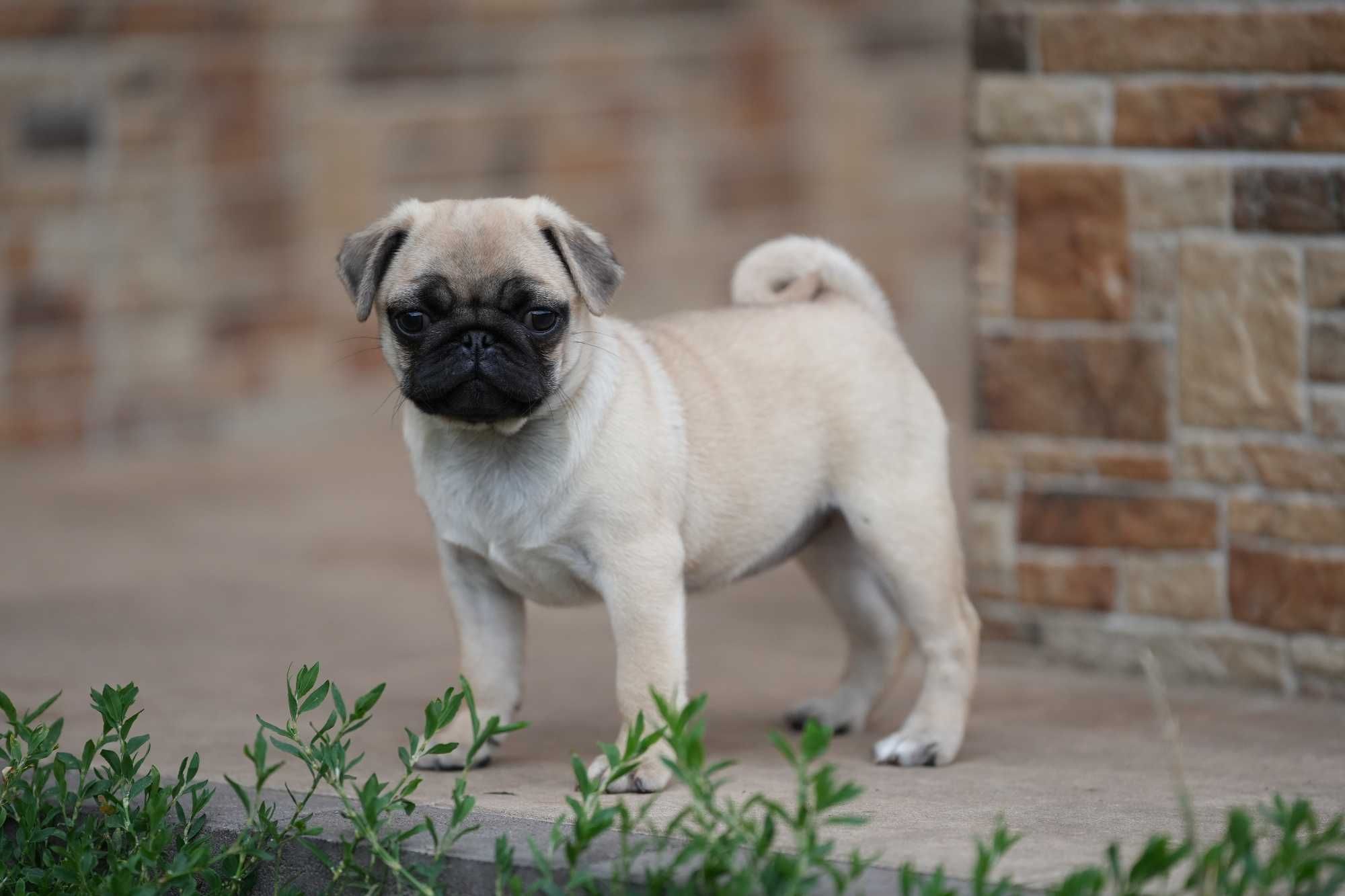 Mops mopsy Szczenię Suczka