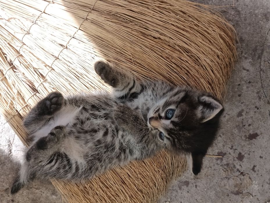 Віддам кошеня котика