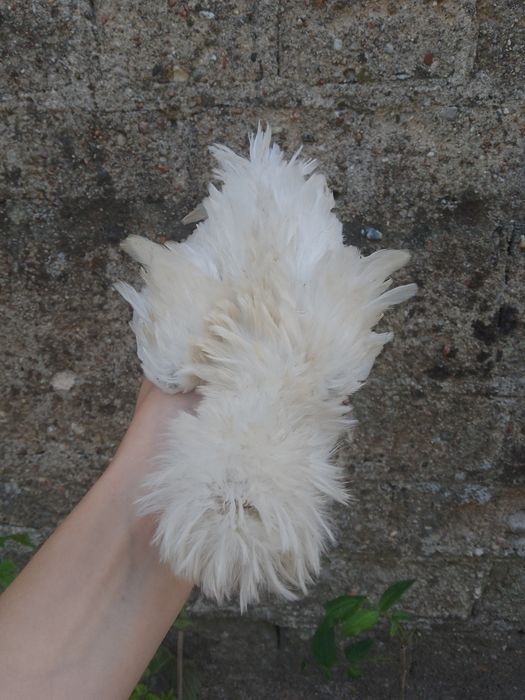 Kury kurczaki jajka silki usa czubatki lokowane chabo serama srebrytka