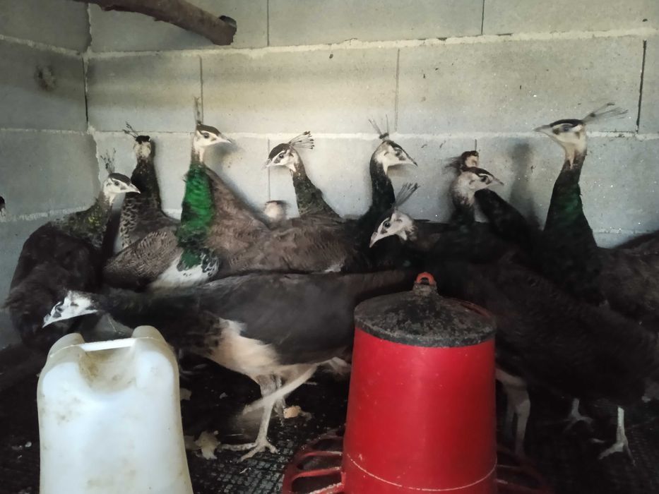 Pavões real azul para venda