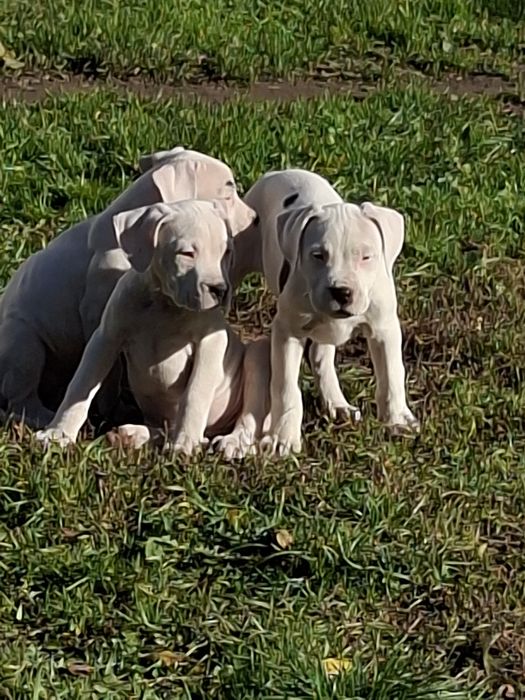 Bandog piękna suczka nie dog argentyński amstaff cane corso