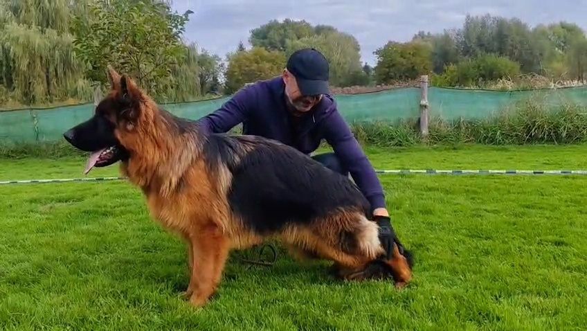 Owczarek  Niemiecki Długowłosy Pies