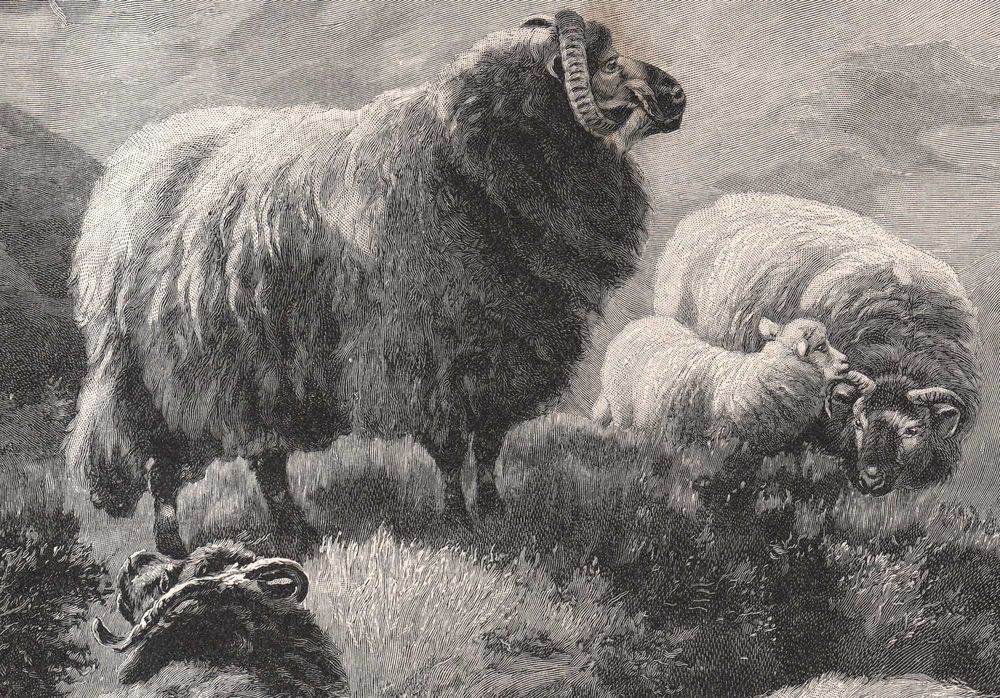 Watson: Owce w górach. Drzeworyt ilustracyjny 1902 r. oryginał