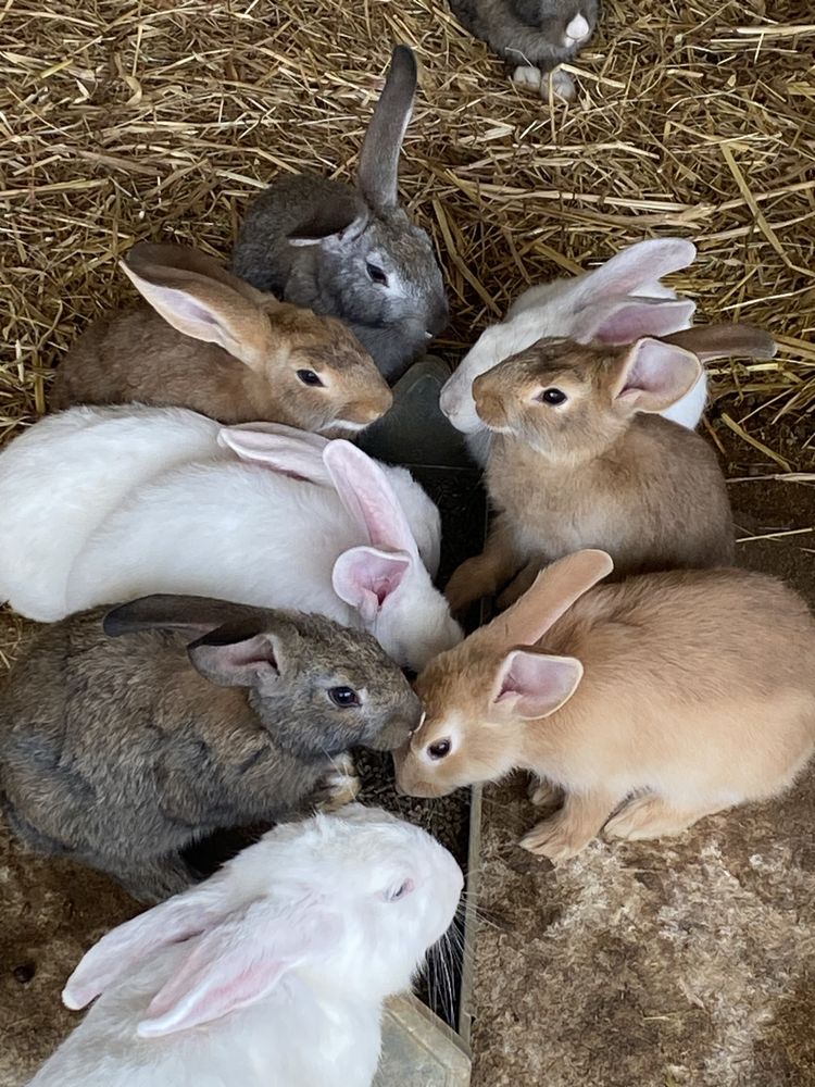 Coelhos saudaveis