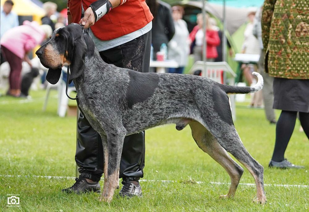 Duży Gończy Gaskoński jak Bloodhound i Bracco italiano ZKwP FCI