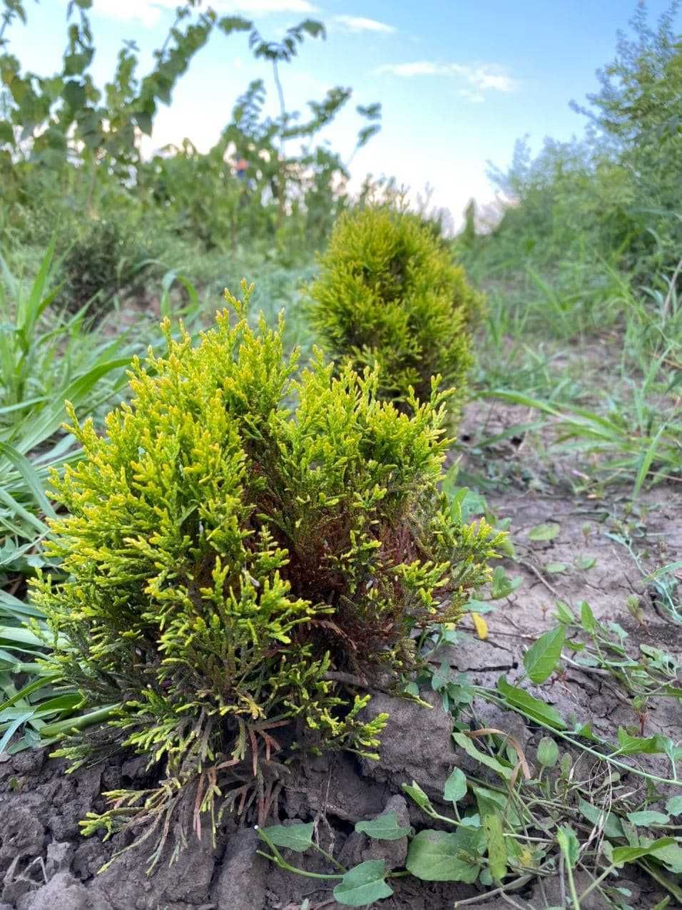 Саженцы декоративных деревьев ХВОЙНИКИ, с ПЛАКУЧЕЙ/ШАРОВИДНОЙ формой