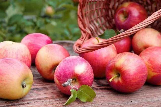 яблука осінні та зимові з власного саду