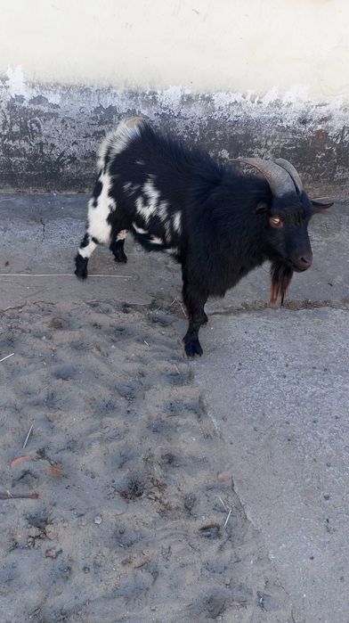 Chivo anão com 2 anos