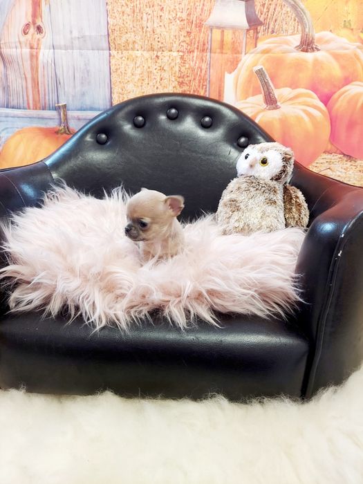 Chihuahua piękna płowa mini sunia