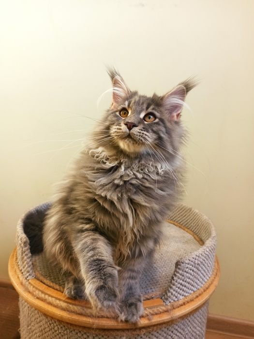 Maine Coon-kocurek niebieski po Championie