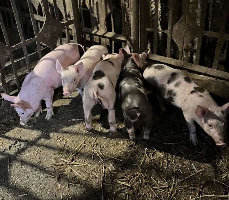 Продам маленьких поросят