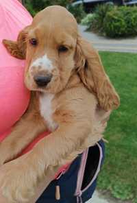 Cocker spaniel angielski.