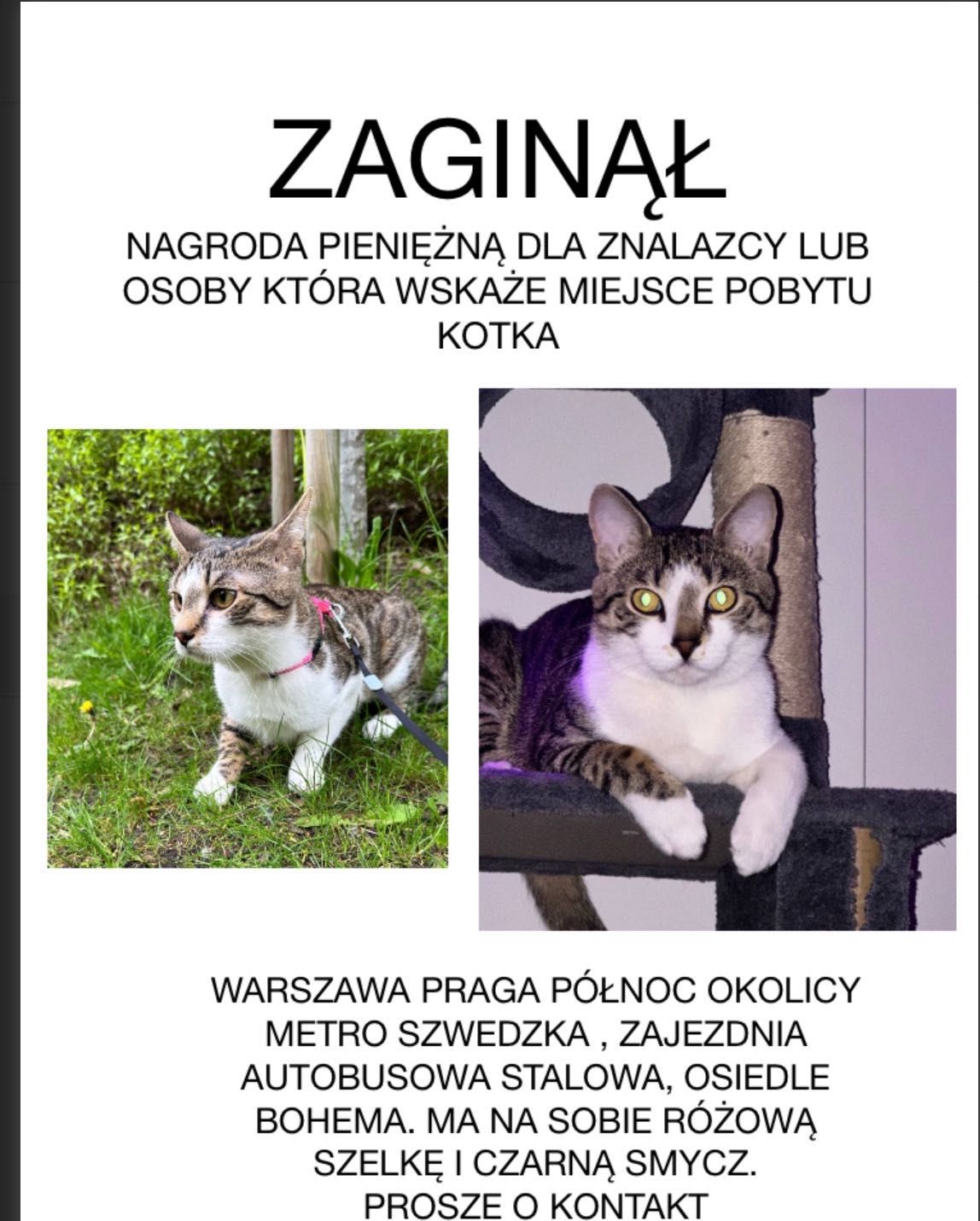 26.04 17:00 Zaginął szaro-Bury kot. Praga północ