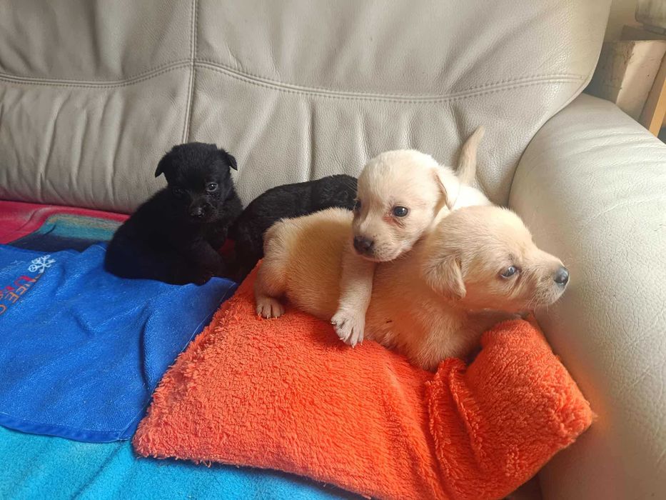 Labrador Retriever [ Bielsko - BIała ]