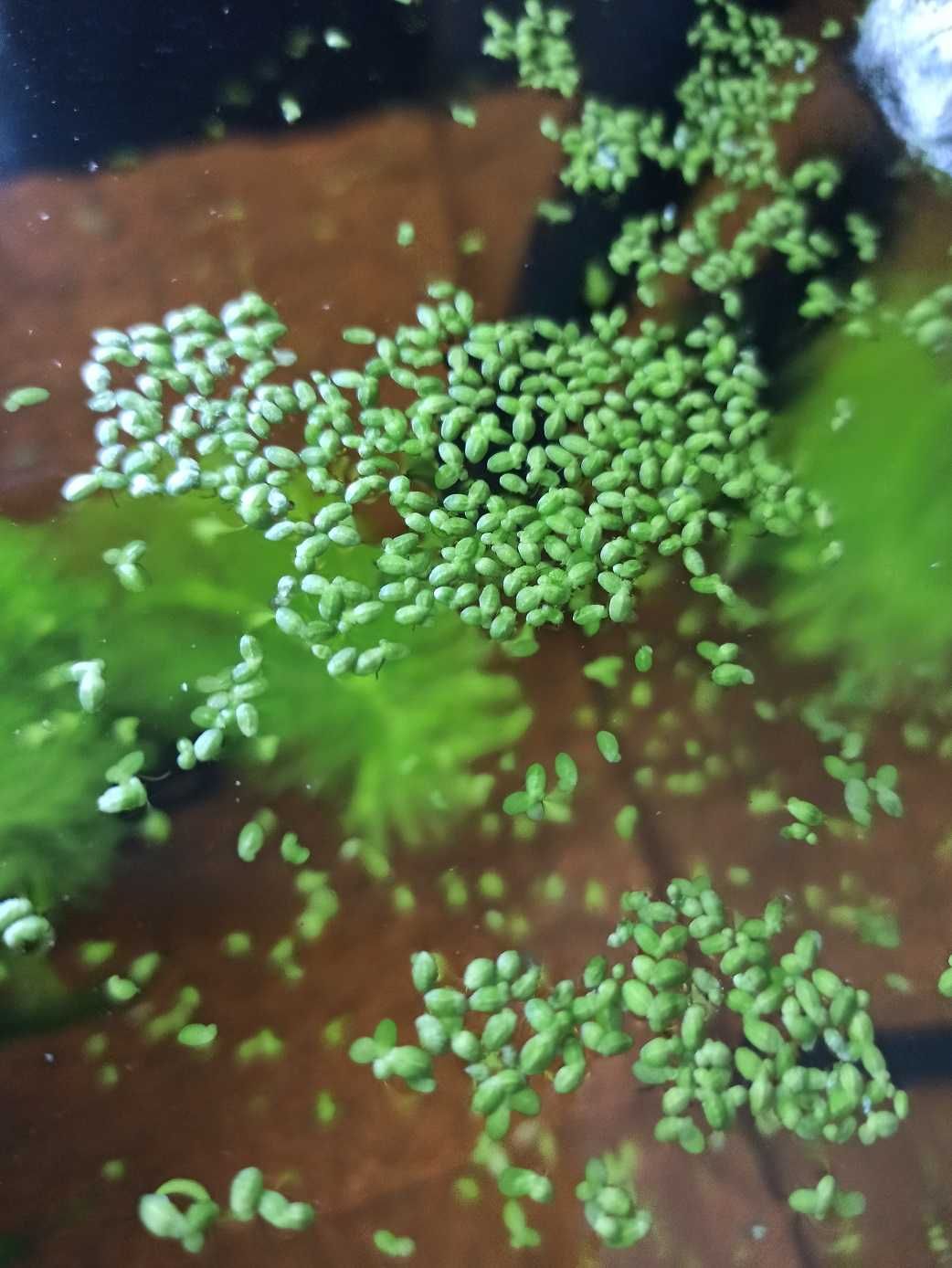 Rzęsa wodna drobna roślina