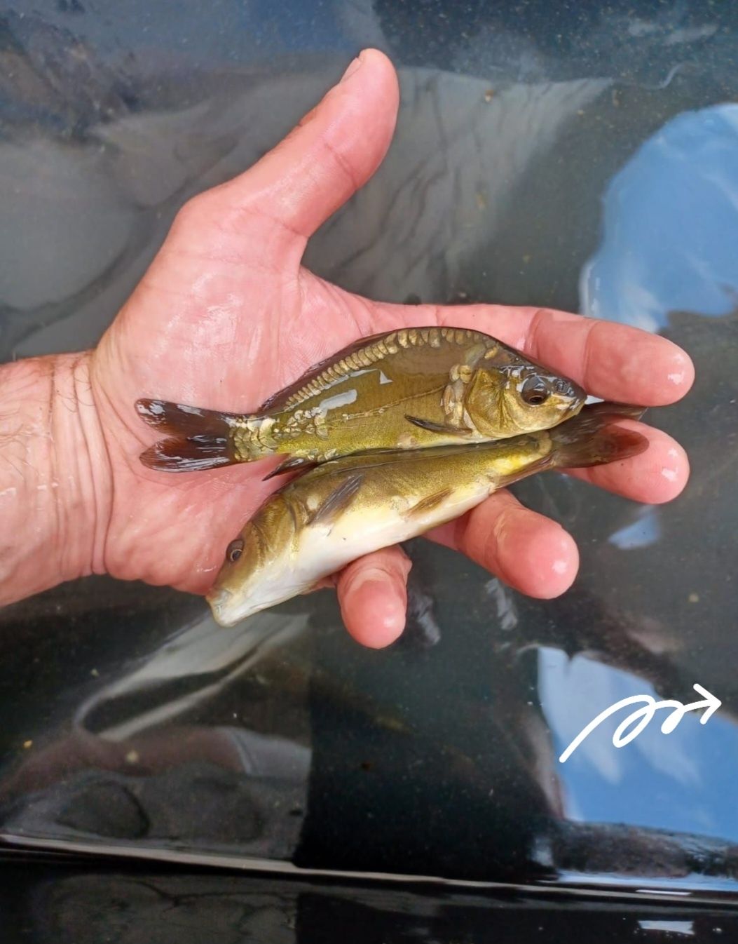 Karp narybek 8-13cm Amur,Jesiotr JUŻ DOSTĘPNY