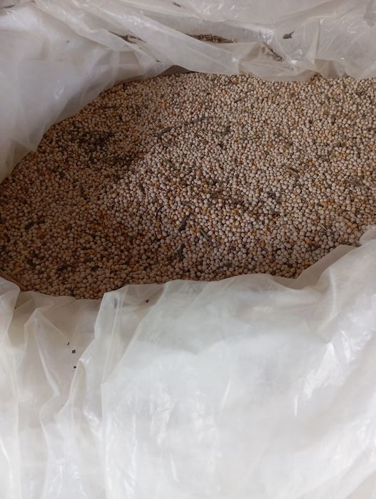 Groch ASTRONAUTE po kwalifikacie