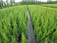Thuja Smaragd 50,60,70,80,90,100 cm! Tuja Szmaragd! Tuje! Transport!
