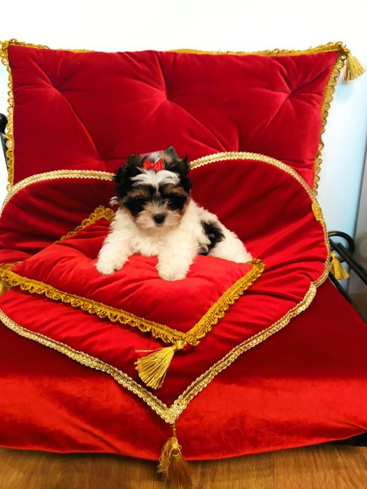 Suczka z metryką ZkwP/FCI Biewer Yorkshire terrier.