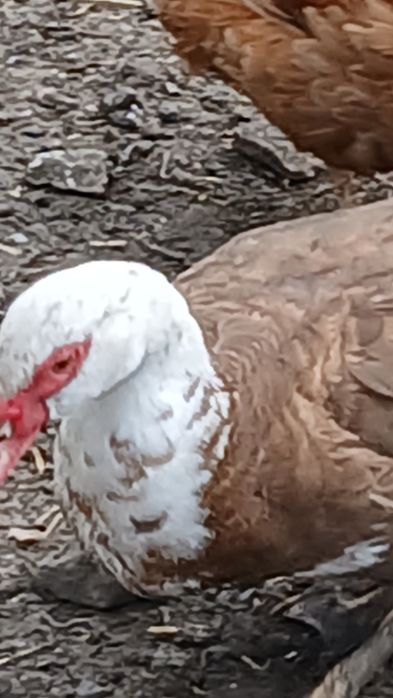 Мускусние утки годували.